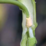Image of Pinellia peltata  C. Pei.
