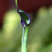 Image of Pinellia ternata  (Thunb.) Makino.