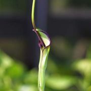 Image of Pinellia ternata  (Thunb.) Makino.