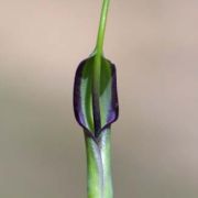 Image of Pinellia ternata  (Thunb.) Makino.