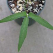 Image of Pinellia ternata  (Thunb.) Makino.