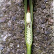 Image of Pinellia ternata  .