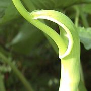 Image of Pinellia tripartita  (Blume) Schott.