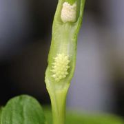 Image of Pinellia tripartita var. atropurpurea Makino.