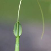 Image of Pinellia tripartita  (Blume) Schott.