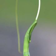 Image of Pinellia tripartita  (Blume) Schott.