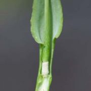 Image of Pinellia tripartita  (Blume) Schott.