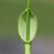 Image of Pinellia tripartita  (Blume) Schott.