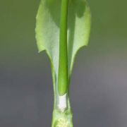 Image of Pinellia tripartita  (Blume) Schott.