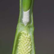 Image of Pinellia tripartita  (Blume) Schott.