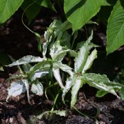 Image of Pinellia tripartita  (Blume) Schott.