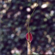 Image of Pinellia tripartita  .