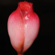 Image of Piptospatha viridistigma  P.C.Boyce, S.Y.Wong & Bogner.