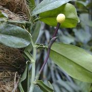 Image of Pothos junghunii  De Vriese..