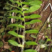 Image of Pothos scandens  L..