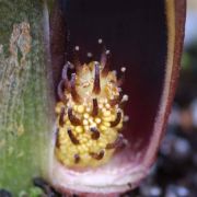 Image of Pycnospatha palmata  Gagnep..