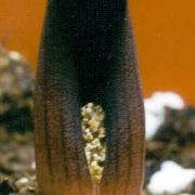 Image of Pycnospatha palmata  Gagnep..