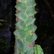 Image of Rhaphidophora korthalsii  Schott.