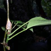 Image of Rhaphidophora lobbii  Schott.