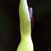 Image of Sauromatum diversifolium  (Wall. ex Schott) Cusimano & Hett..