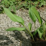 Image of Sauromatum diversifolium  (Wall. ex Schott) Cusimano & Hett..