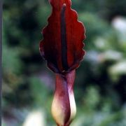 Image of Sauromatum giganteum  (Engl.) Cusimano & Hett..