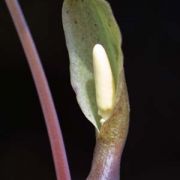 Image of Sauromatum horsfieldii  Miq..