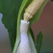 Image of Sauromatum horsfieldii  Miq..