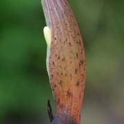 Image of Sauromatum horsfieldii  Miq..