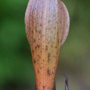 Image of Sauromatum horsfieldii  Miq..