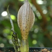 Image of Sauromatum horsfieldii  Miq..