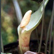 Image of Sauromatum tentaculatum  Hett..