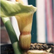 Image of Sauromatum tentaculatum  Hett..