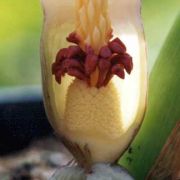 Image of Sauromatum tentaculatum  Hett..