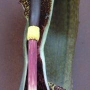 Image of Sauromatum venosum  (Aiton) Kunth.