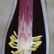 Image of Sauromatum venosum  (Aiton) Kunth.