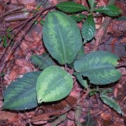 Image of Schismatoglottis asperata  Engl..