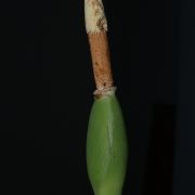 Image of Schismatoglottis calyptrata  Zoll. & Mor..