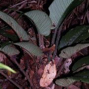 Image of Schismatoglottis ciliata  A.Hay.