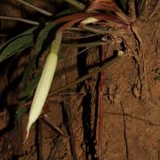 Image of Schismatoglottis mayoana  Bogner & M.Hotta.