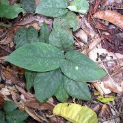 Image of Schismatoglottis motleyana  (Schott) Engl..