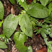 Image of Schismatoglottis viridissima  A.Hay.