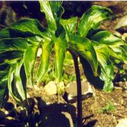 Image of Spathantheum orbignyanum  Schott.