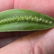 Image of Spathicarpa gardneri  Schott.