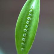 Image of Spathicarpa gardneri  Schott.