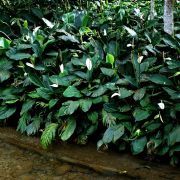 Image of Spathiphyllum cannaefolium  Schott.