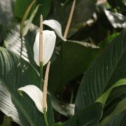 Image of Spathiphyllum cannaefolium  Schott.