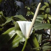 Image of Spathiphyllum cannaefolium  Schott.