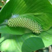 Image of Spathiphyllum cochlearispathum  (Liebm.) Engl..