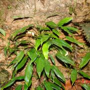 Image of Spathiphyllum minus  G.S. Bunting.